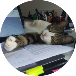 Katze Max